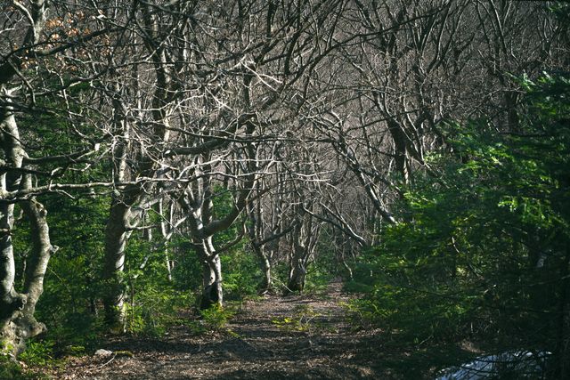 Arbres tortueux